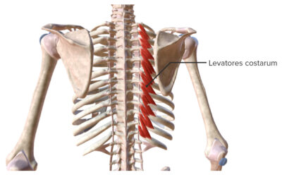 Intrinsic back muscles Levatores costarum muscle group