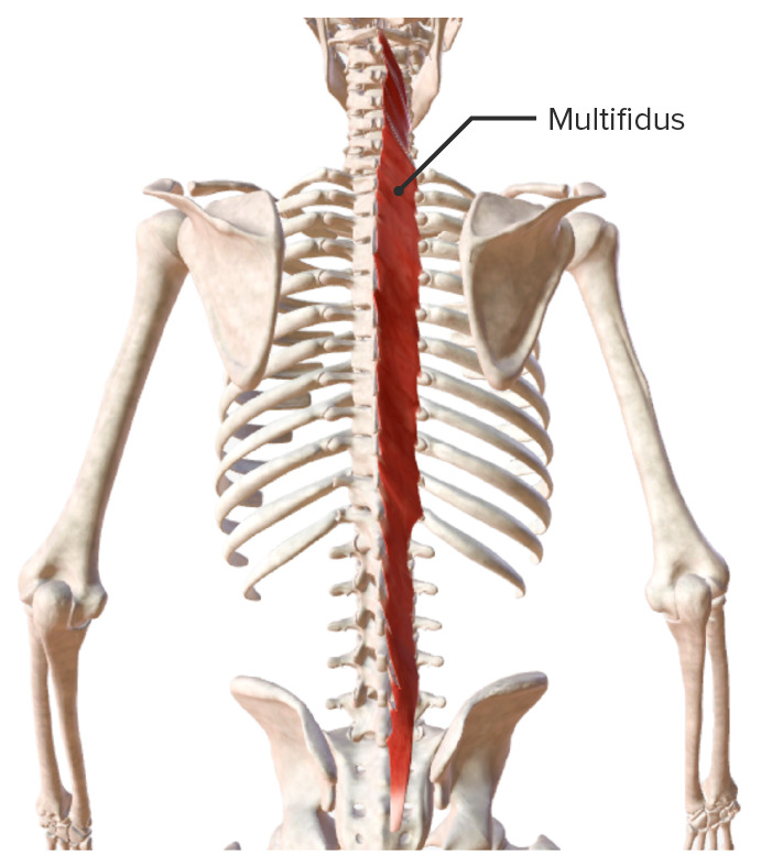 Intrinsic back muscles multifidus muscle biodigital