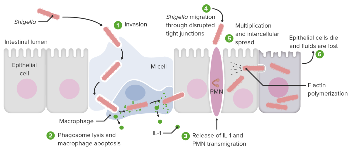 Invasion and cell-to-cell spread by shigella