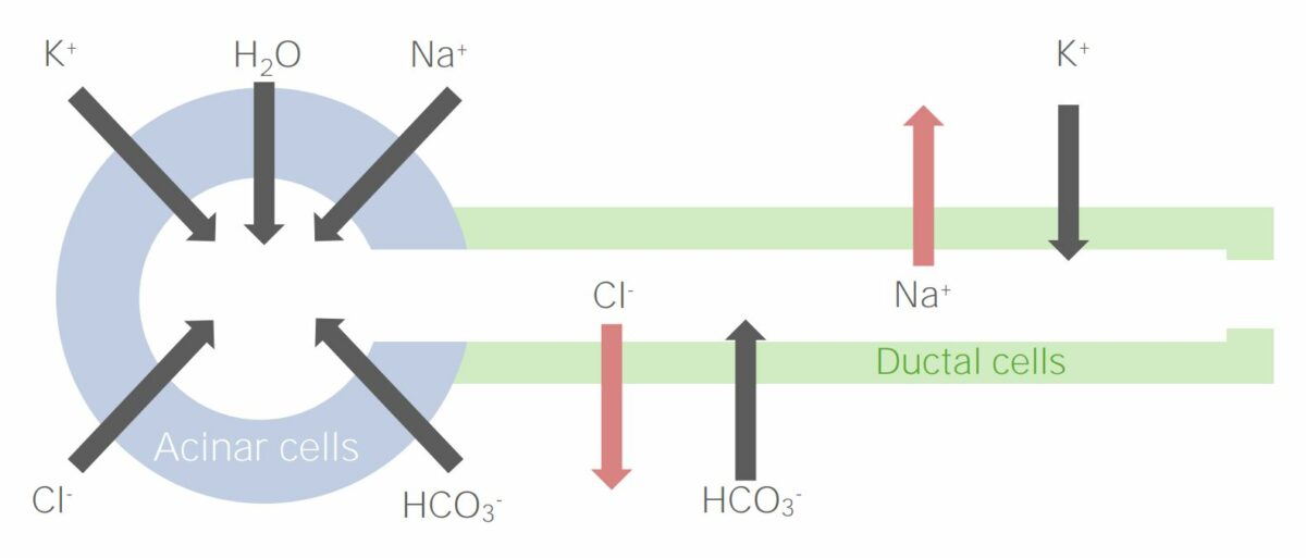 Ion movement between the acinar cells and the ductal cells