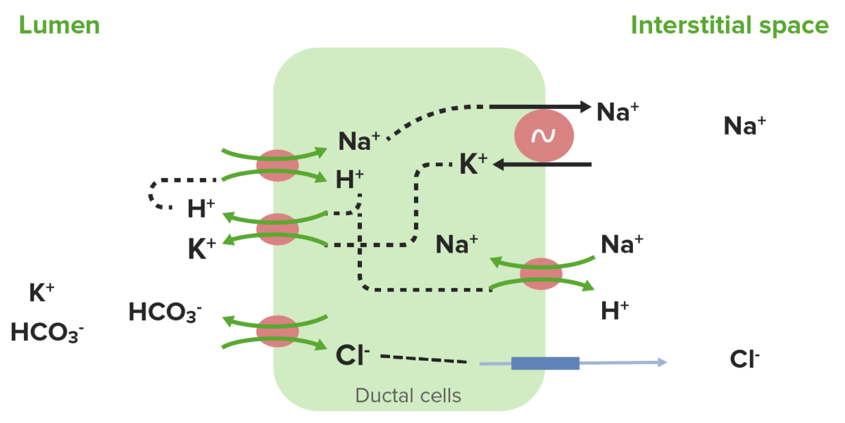 Ion transport by ductal cells