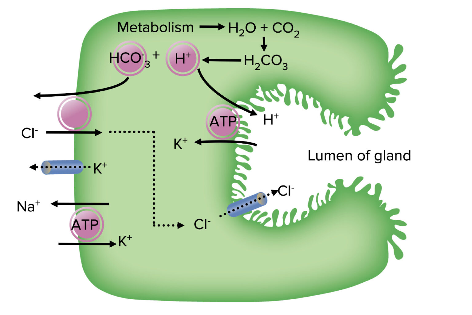 Gastric Acid Drugs Concise Medical Knowledge