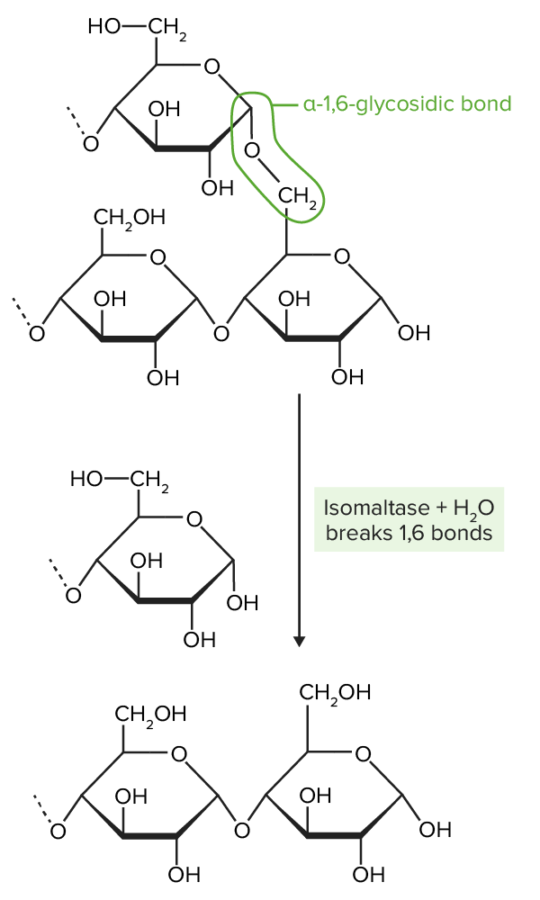 Isomaltase breaks the α-1,6-glycosidic bonds present in amylopectin