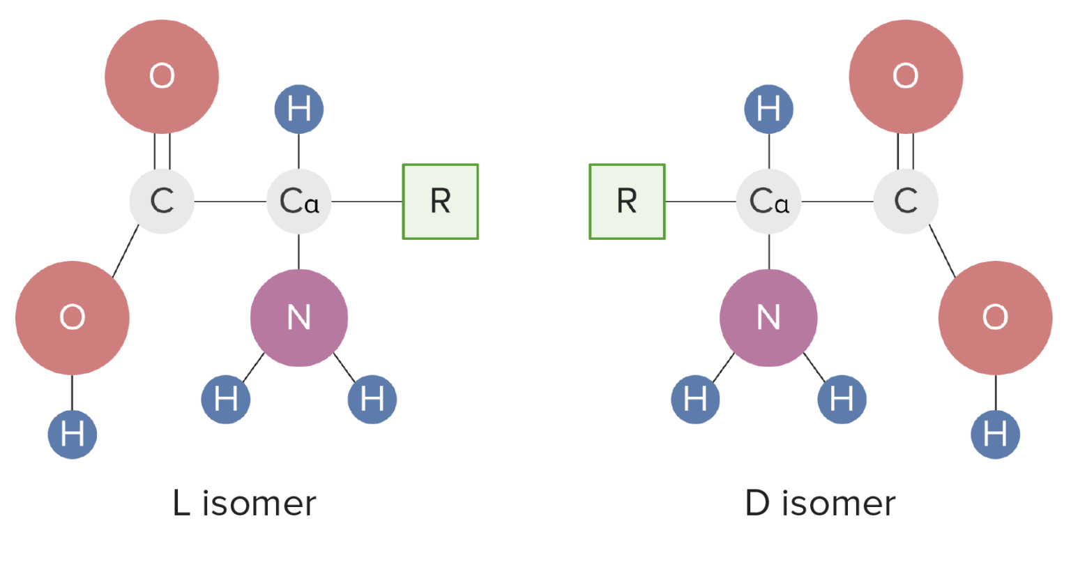 Basics of Amino Acids Concise Medical Knowledge