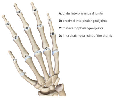 Hand: Anatomy | Concise Medical Knowledge