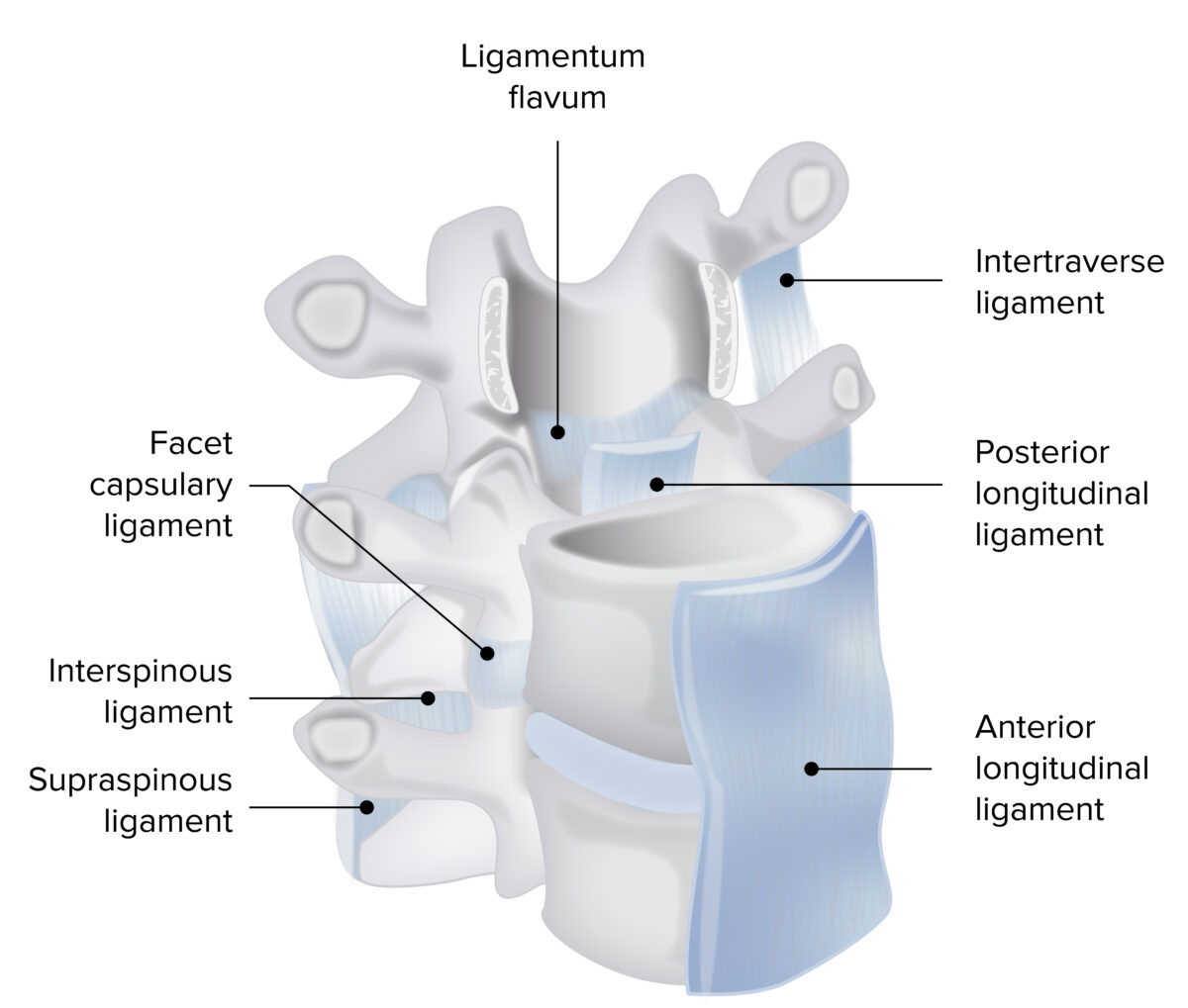 Ligamentos da coluna