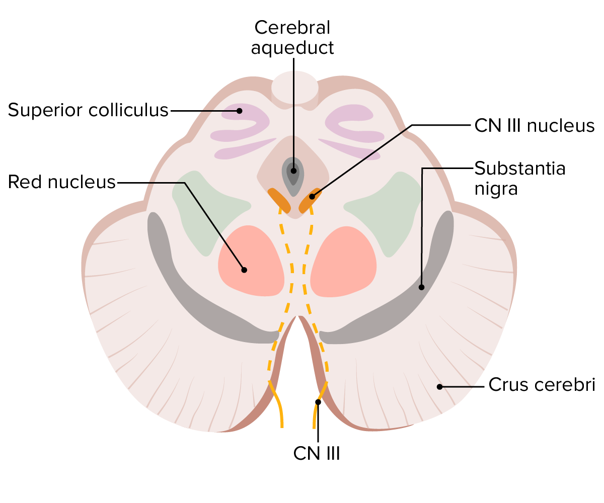 Key structures of the midbrain