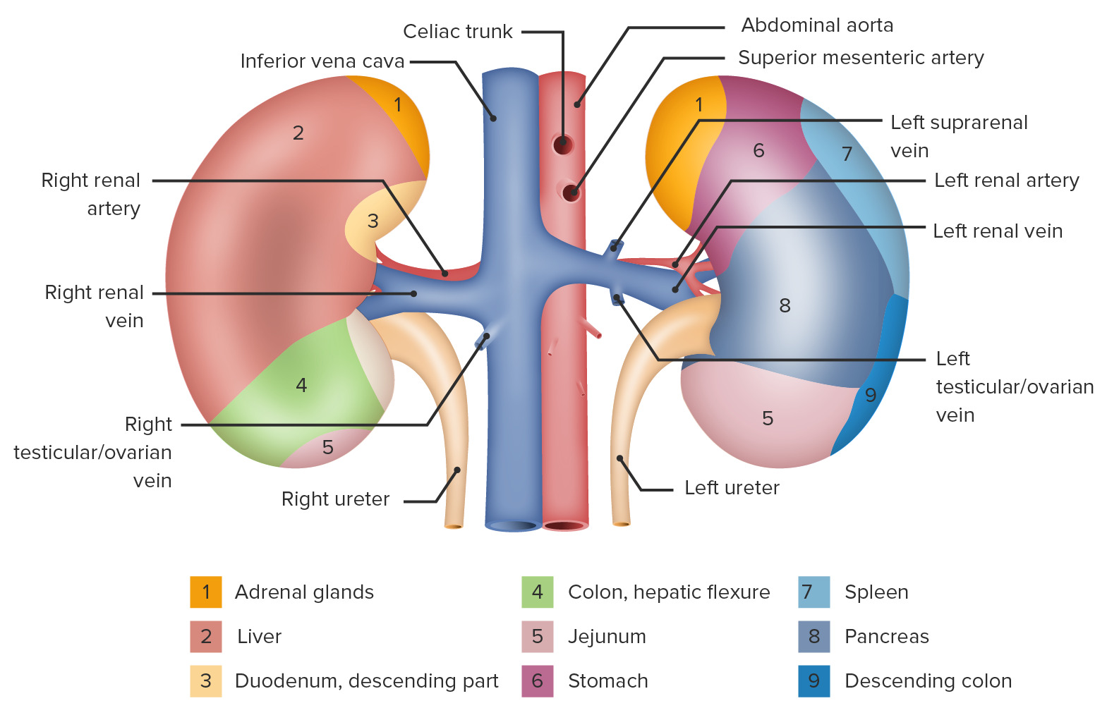 Kidneys with shadings showing their anatomical relations