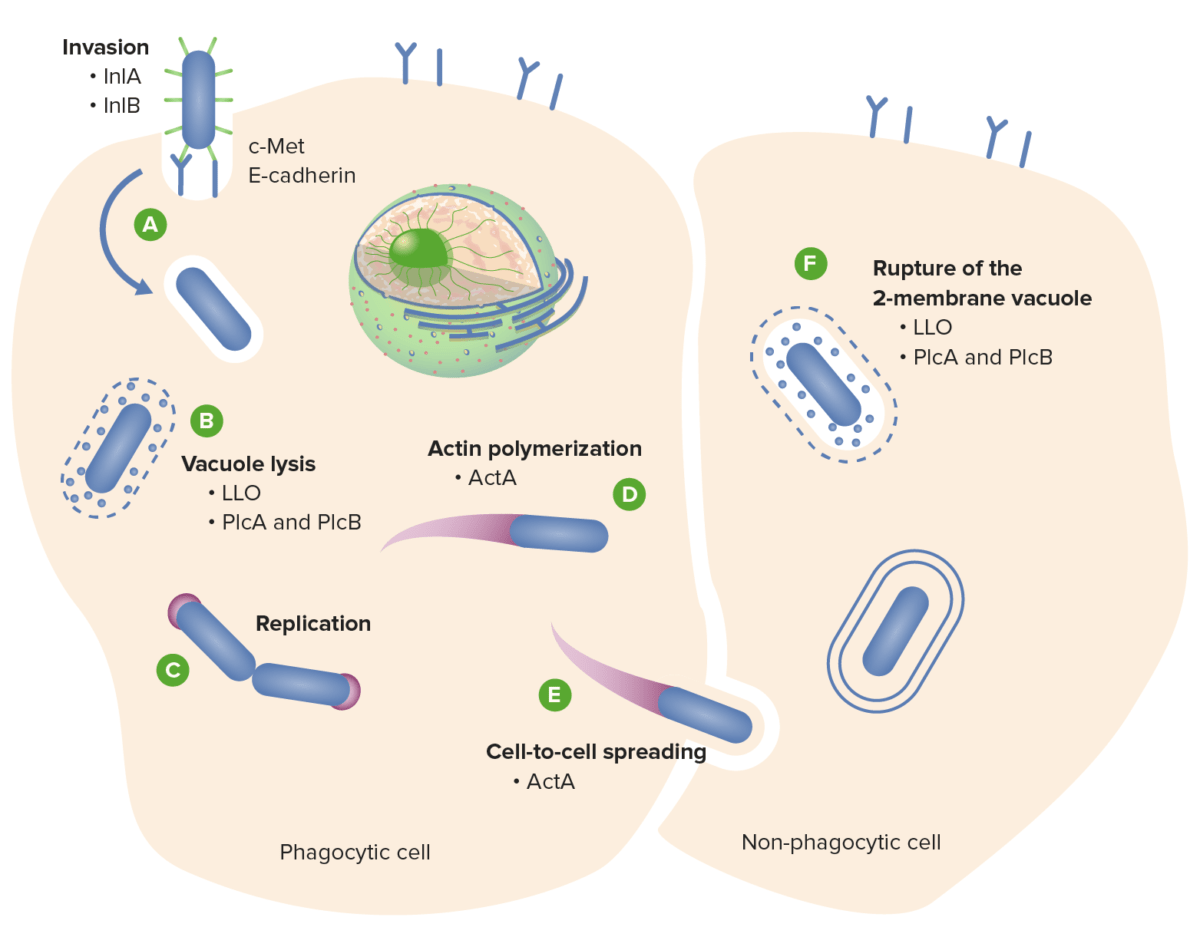 L. Monocytogenes cycle of infection