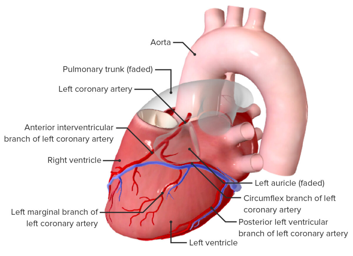 Left coronary artery and its branches