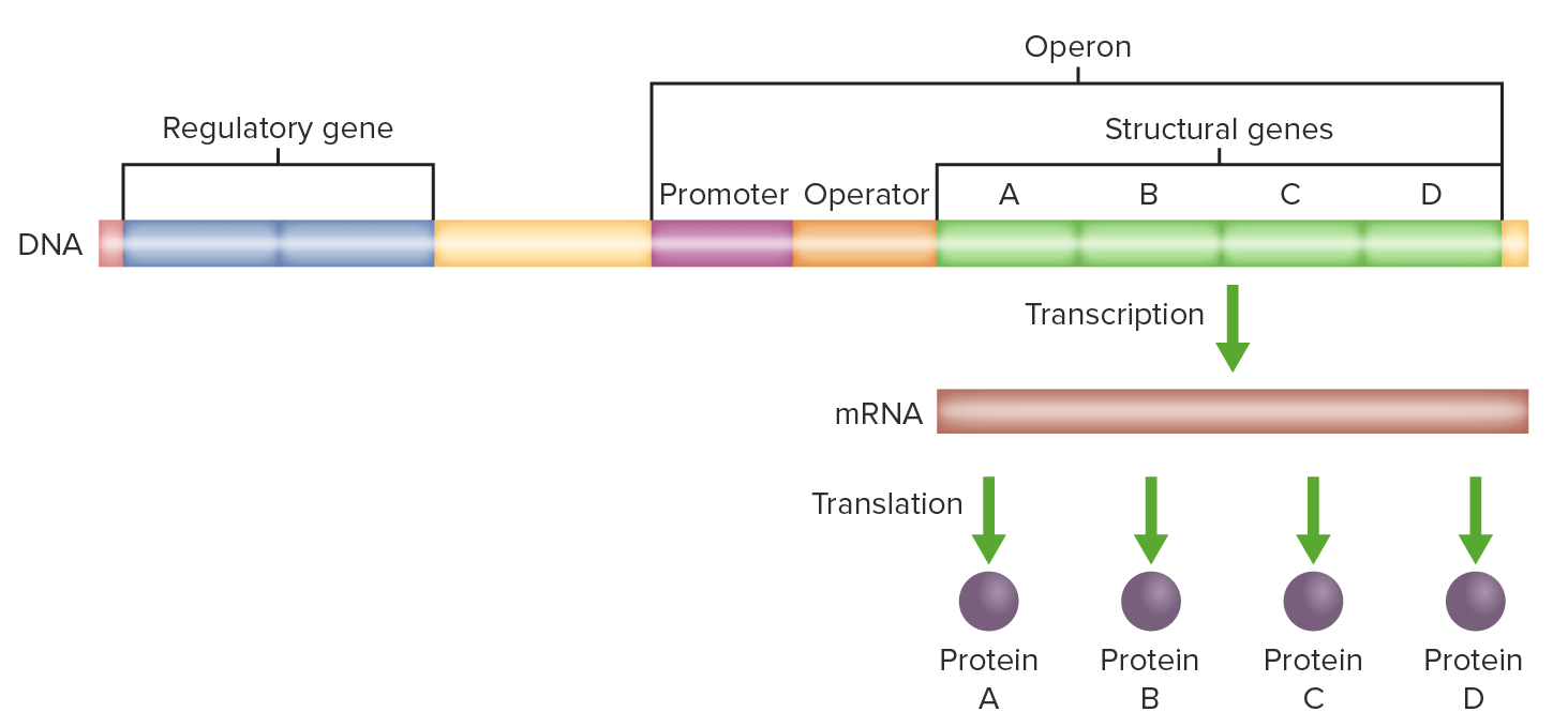 Lac operon model with the regulator