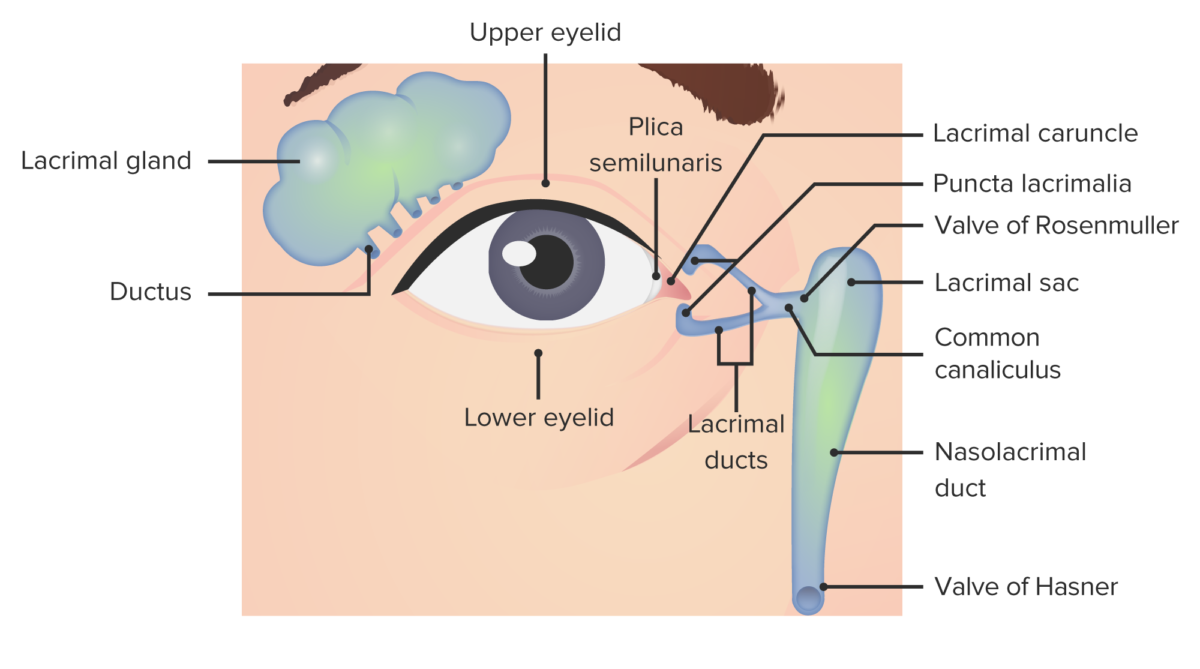 Anatomia do aparelho lacrimal