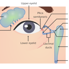 Lacrimal apparatus anatomy