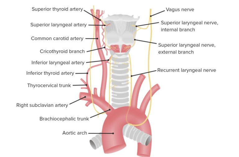 Laringe Anatom A Concise Medical Knowledge