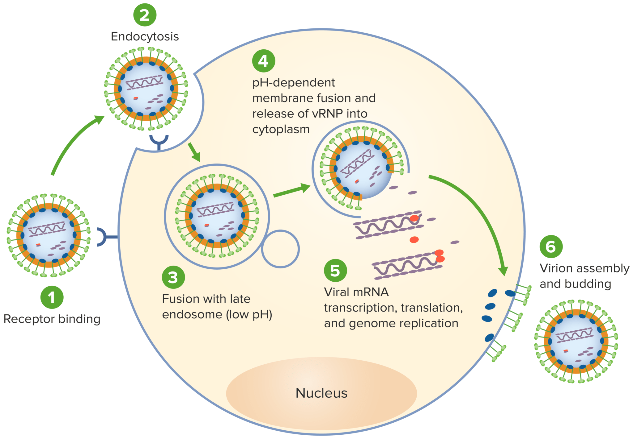 Lassa Virus | Concise Medical Knowledge