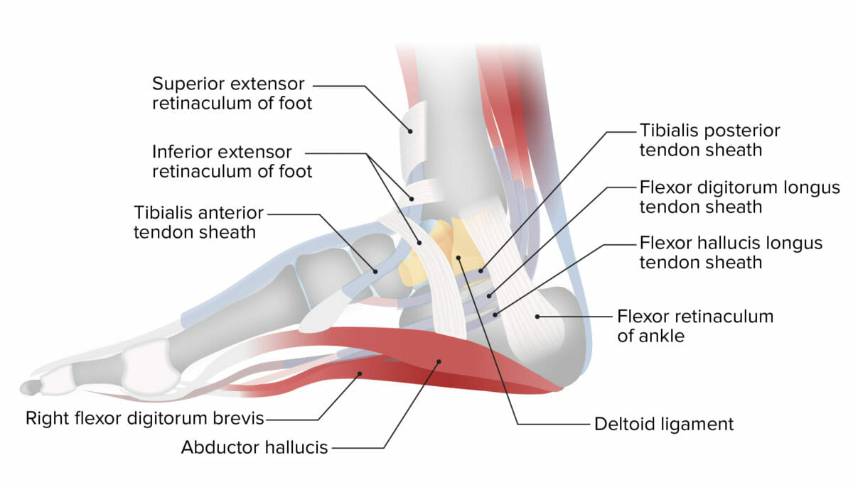 Lateral projection of the ankle showing the medial ankle retinacula