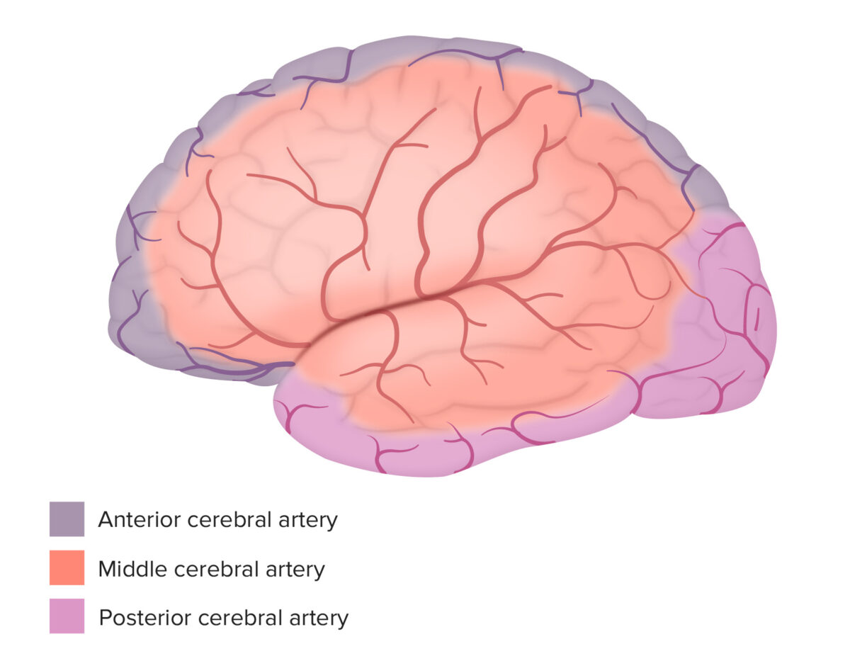 Lateral surface view shows the arterial supply of the brain
