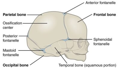 Skull: Anatomy | Concise Medical Knowledge