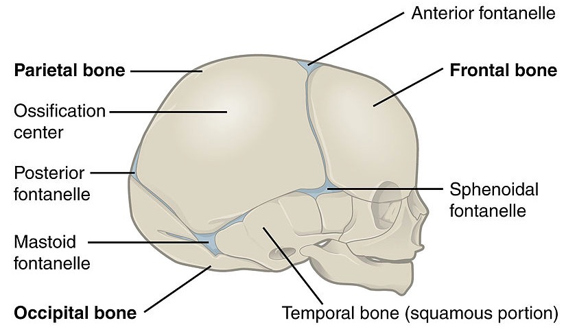 Vista lateral do crânio de um recém-nascido