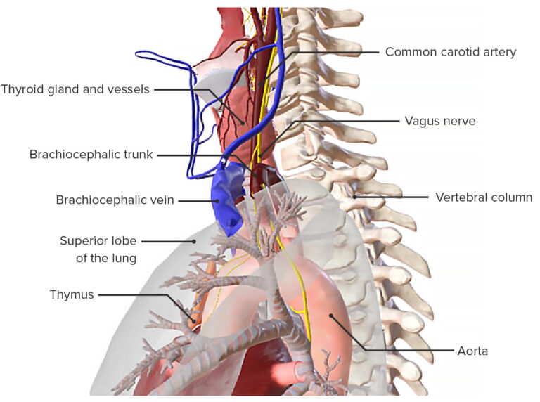 Trachea Anatomy Concise Medical Knowledge
