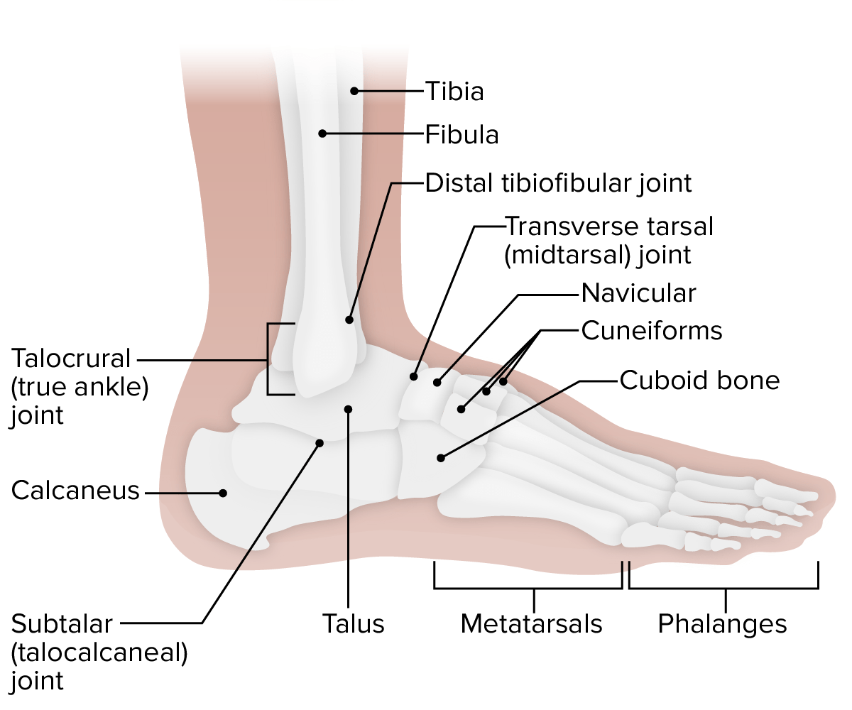 Vista lateral do tornozelo