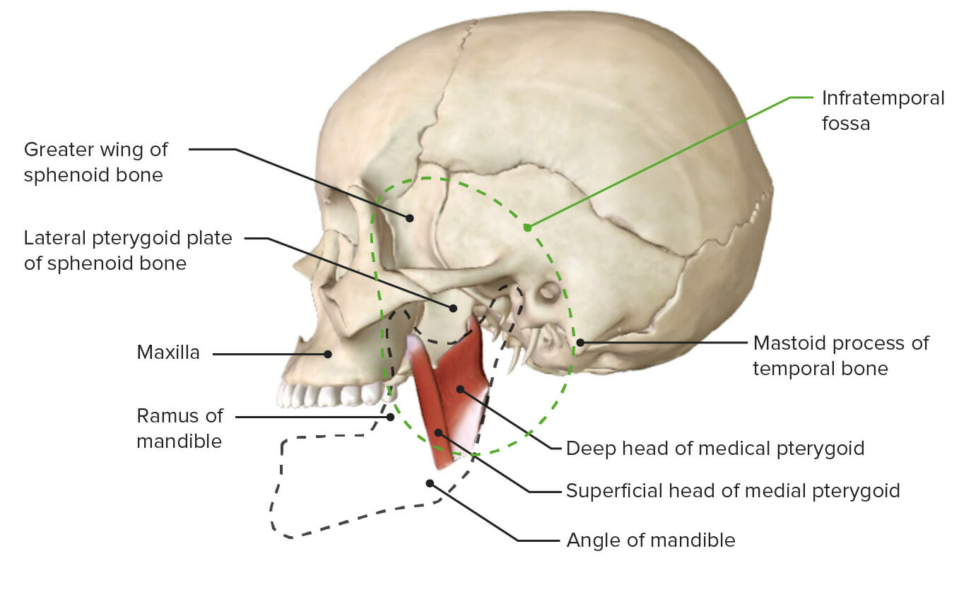 sphenoid bone anterior view