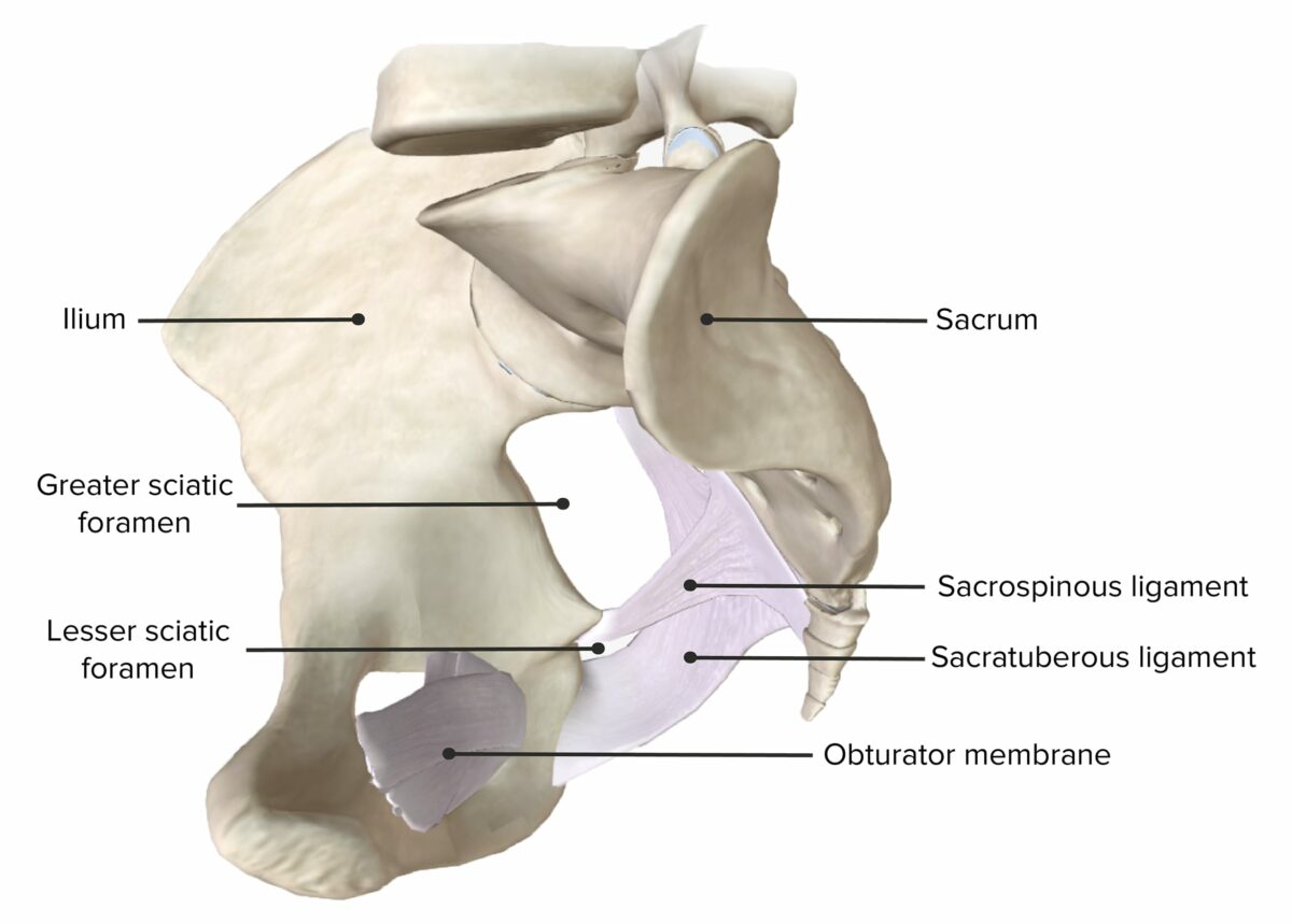 Lateral view of the hemipelvis