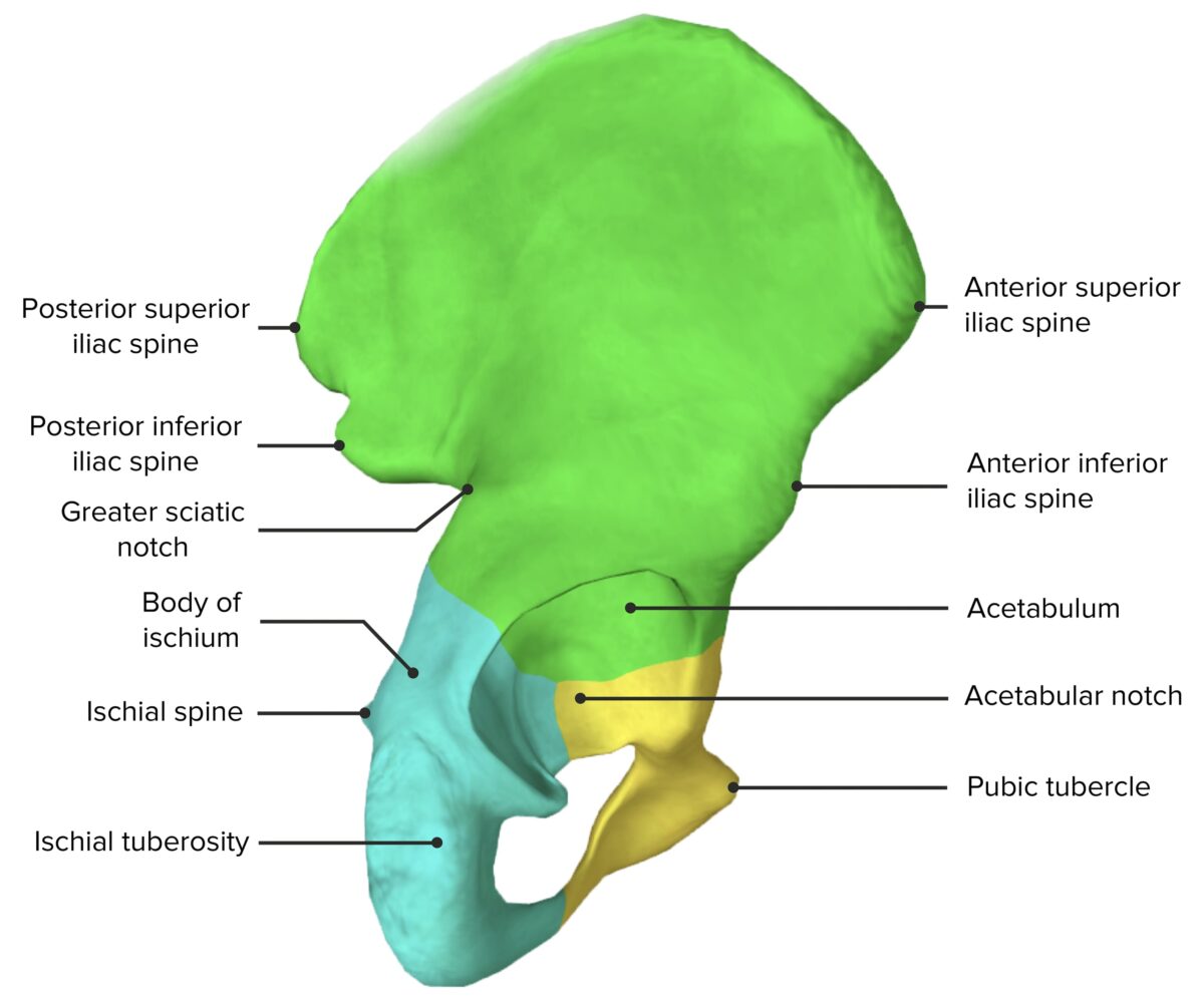 Lateral view of the hip bone