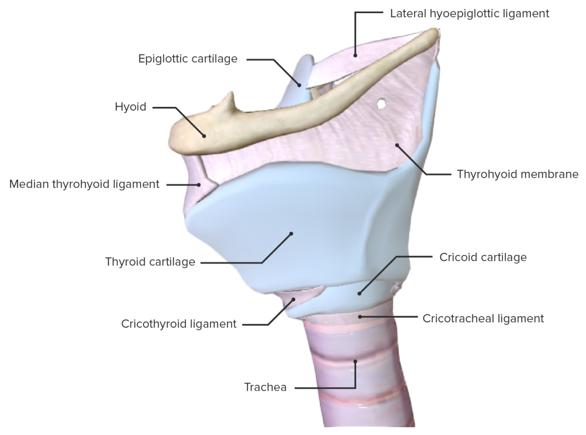 Vista lateral da laringe, apresentando as membranas e cartilagens