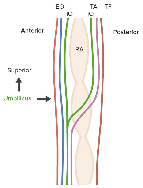 Lateral view of the layers of the anterior abdominal wall above and below the arcuate line