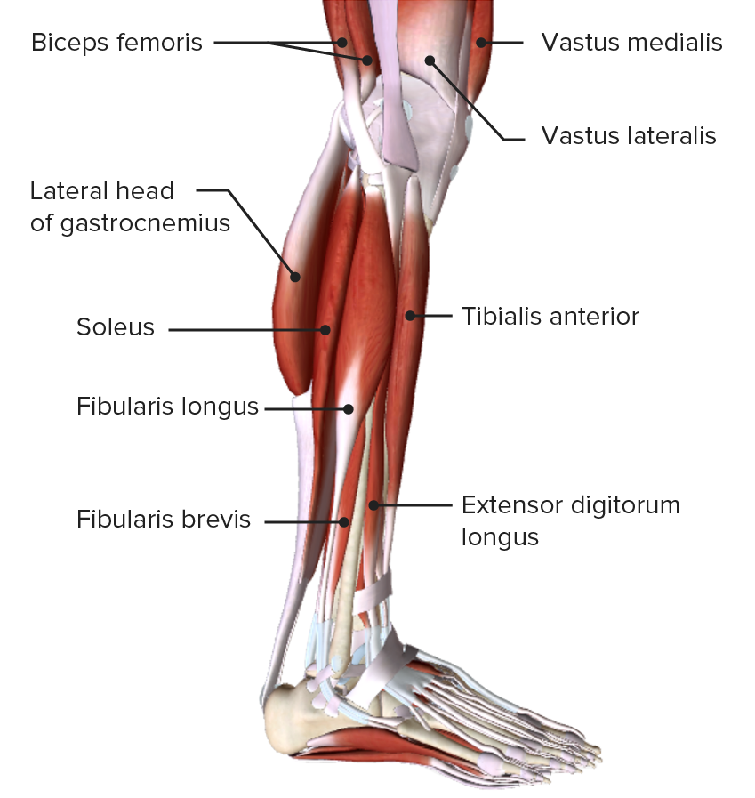 leg muscle diagram anterior