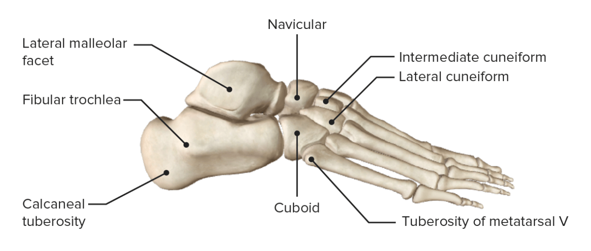 Lateral view of the right foot