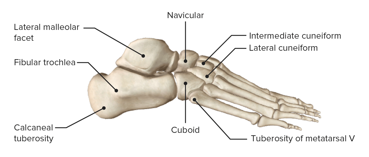 foot bones diagram