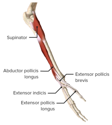 Forearm: Anatomy | Concise Medical Knowledge