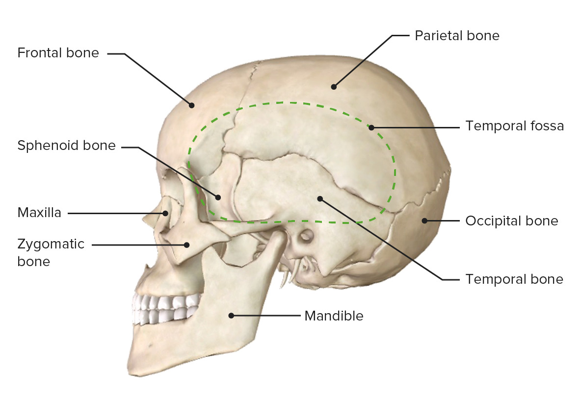 skull labeled sutures