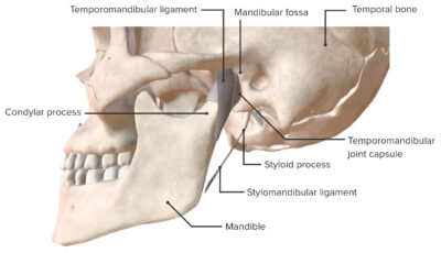 Lateral view of the temporomandibular joint and supporting ligaments