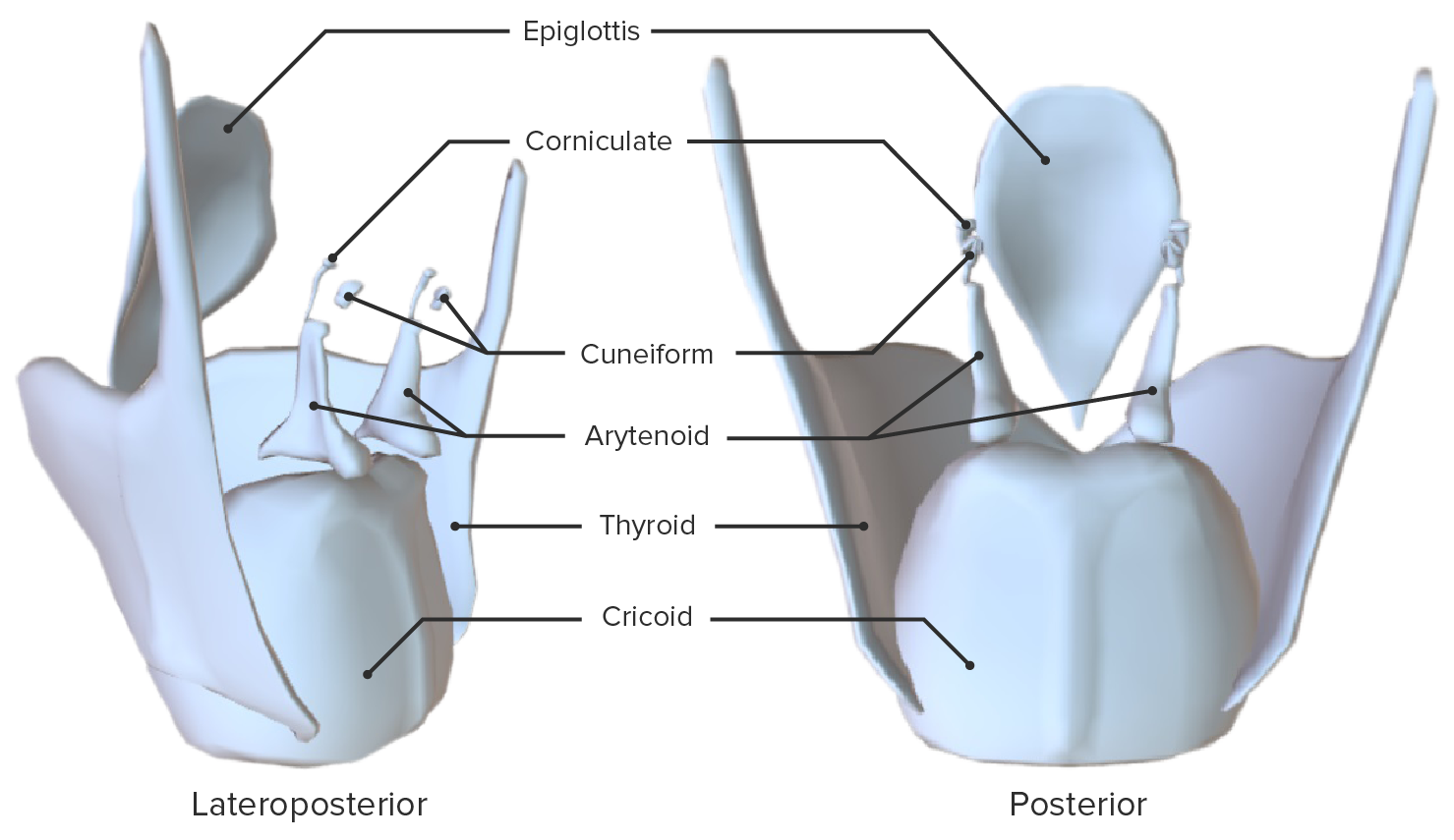 Lateroposterior and posterior views of the isolated cartilages of the larynx