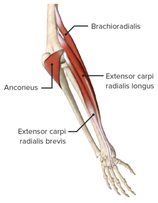 Lateroposterior view of the right forearm