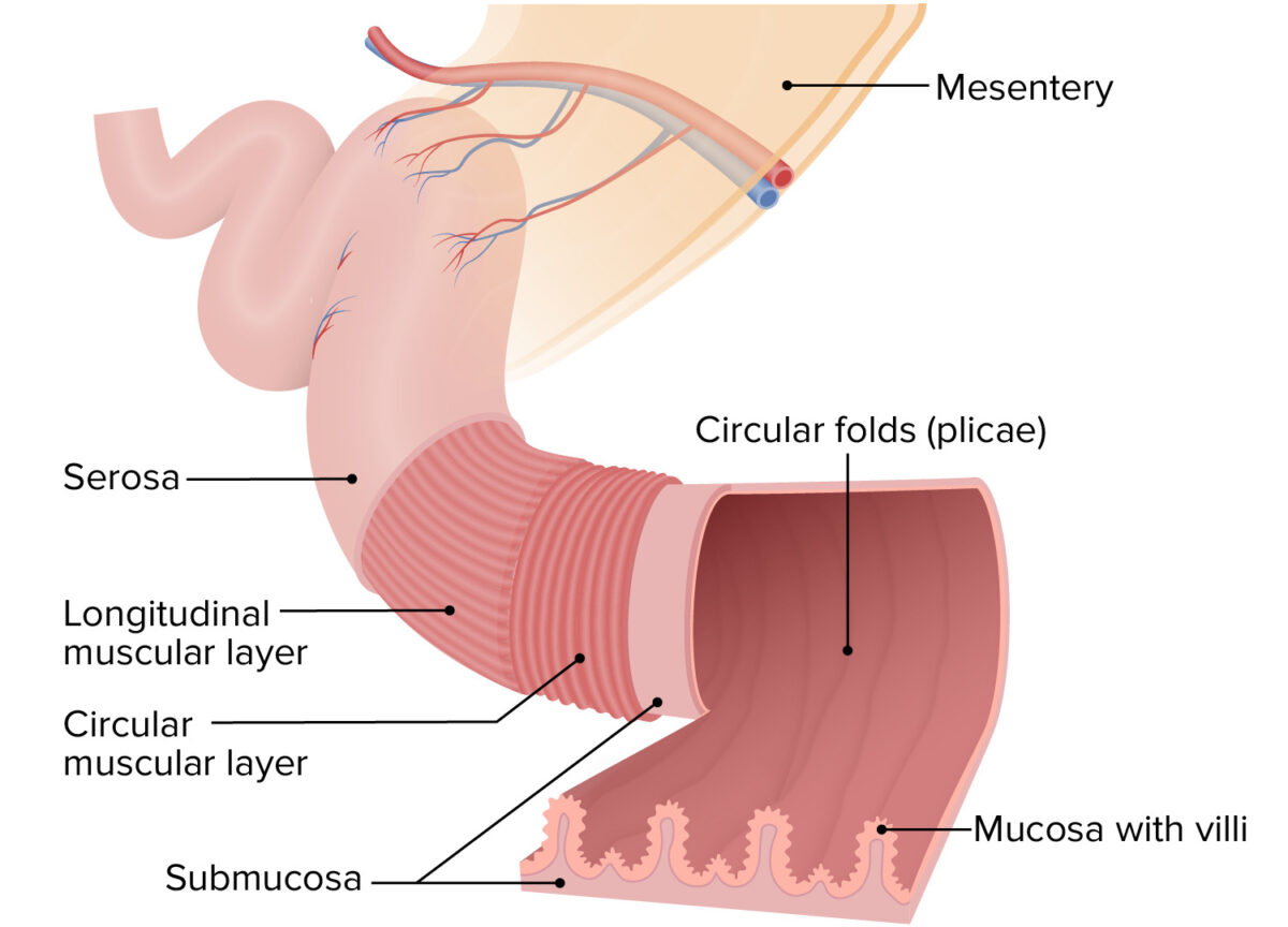 Layers and folds in the intestinal walls