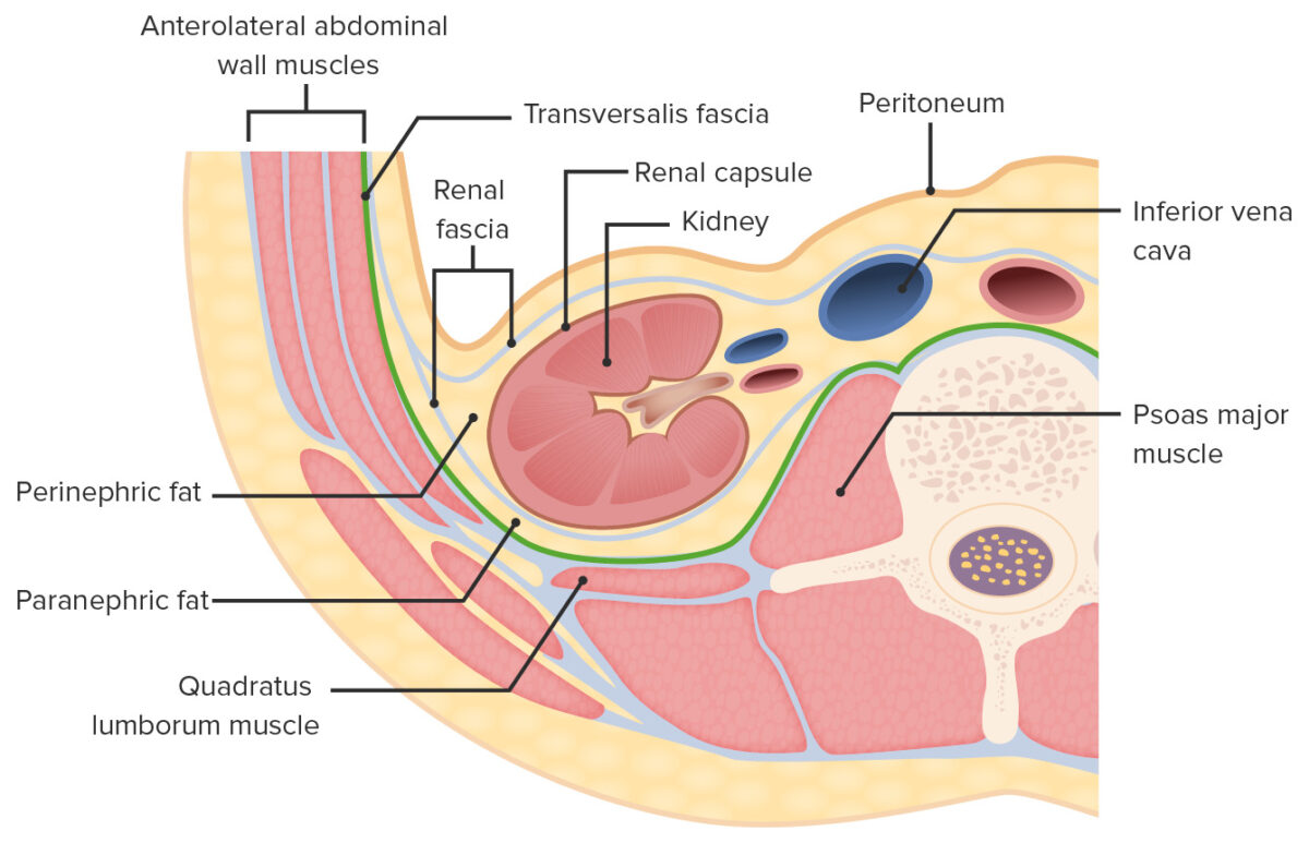 Camadas de tecido adiposo e conjuntivo ao redor dos rins (secção transversal)