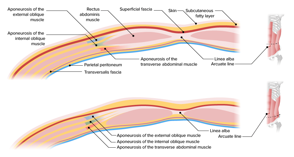Layers of the abdominal wall