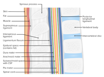 Spinal Cord: Anatomy | Concise Medical Knowledge