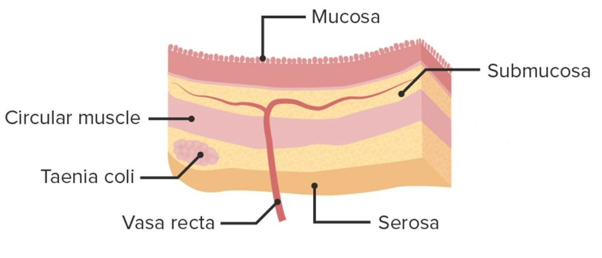 Layers of the colon wall
