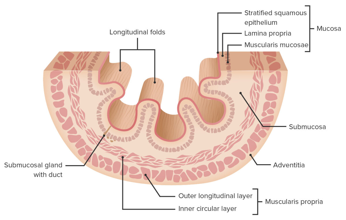 Layers of the esophageal wall