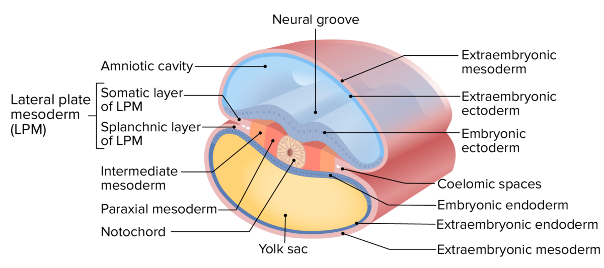 Layers of the trilaminar disc