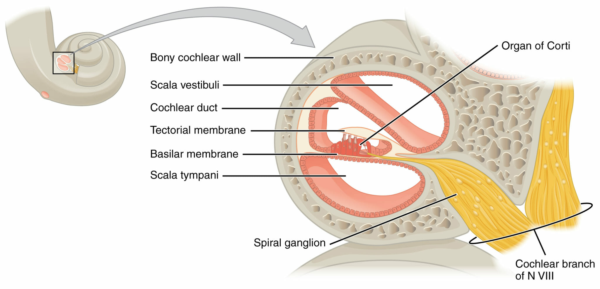 Vías Auditivas Y Vestibulares: Anatomía | Concise Medical Knowledge