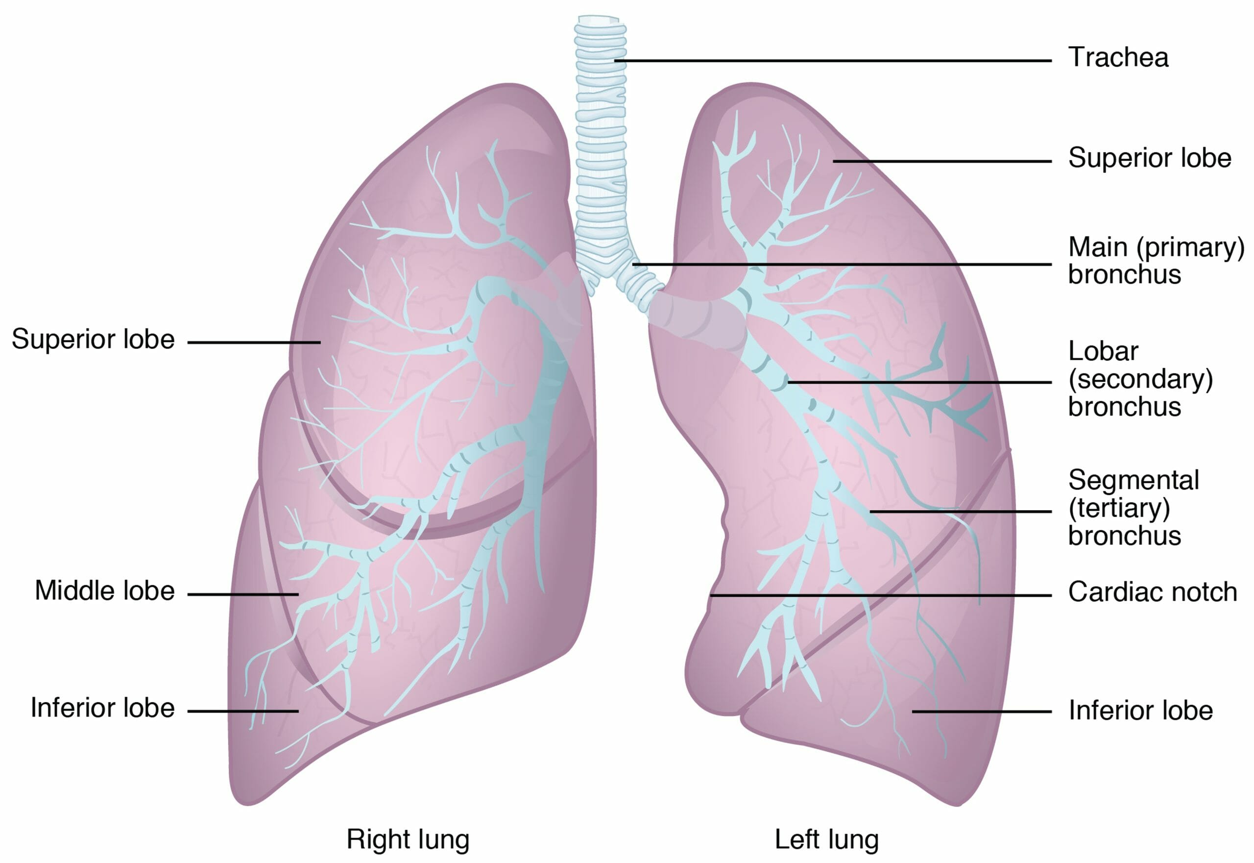 The anatomy of the lower respiratory tract