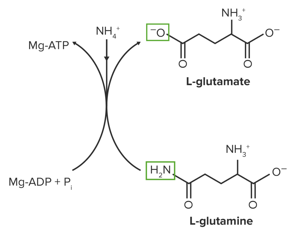 Síntesis de glutamina