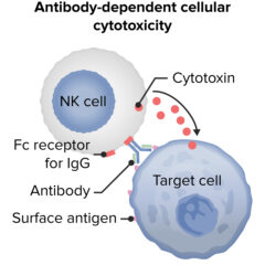 Antibody-dependent cellular cytotoxicity Hypersensitivity