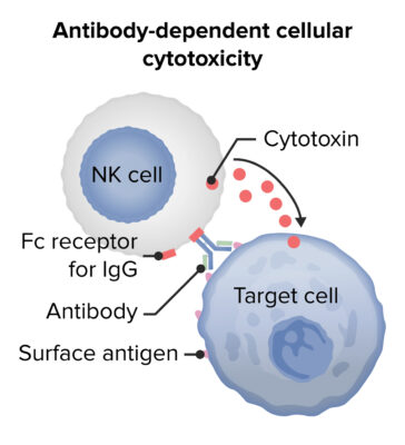 Lecturio 4856 types of hypersensitivity 1 Antibody-dependent cellular cytotoxicity hypersensitivity